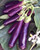 Eggplant- Long Purple Eggplant Seeds- Heirloom- Non GMO- 500 Seeds- Garden Seed- Long Purple- Heirloom- Non GMO- 25PlusSeeds- Garden Seed