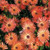 Ice Plant Livingstone Daisy Dorotheanthus Bellidiformis -Orange- 100 Seeds-