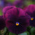 Outsidepride Pansy Cool Wave Purple - 30 Seeds