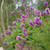 Clover -Prairie Dalea Purpurea Purple- 500 Seeds-