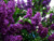 RubyShop724 30S-e-e-ds Purple Lilac S-e-e-ds Vulgaris Syringa S-e-e-d