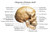 Human Skull Diagram Anatomy Educational Chart Cubicle Locker Mini Art Poster 12x8