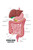 Internal Human Digestive System Illustration Human Anatomy Educational Chart Cubicle Locker Mini Art Poster 8x12
