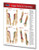 Permacharts - Trigger Points II Extremities Chart Single Panel - -