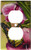 Art Plates - Monarch & Flowers Switch Plate - Outlet Cover