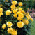 PAPCOOL Yellow Climbing Rose S.EEDS Rose B.ush - 20 S.EEDS
