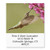 Birds of North America Self-Adhesive- Flat-Sheet Select Address Labels -24 Designs-