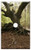 Single Hole Device Telephone/Cable Wall Plate Cover - Dead Tree Forest Woodland Wood Trunk Tree Branch