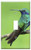 Switch Plate Single Toggle - Hummingbird Bird Perched Tropical Small Branch