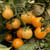 PAPCOOL Tomato S??DS for Pl?nting - 20 Purple Bumblebee Cherry Tomato