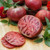 PAPCOOL Tomato S??DS for Pl?nting - 20 Purple Cherokee Tomato S??DS