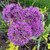 RubyShop724 A'llium Purple Sensation 50 S-e-EDS