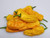 Orange Pepperoncini Pepper 10Plus Seeds