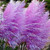 100S-e-e-ds Purple Pampas Gráss S-e-e-ds