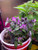 25S-e-e-ds Pretty in Purple Hot Pepper' S-e-e-ds