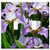 Switch Plate Double Toggle - Iris Flower Blossom Bloom Nature Garden Purple 3