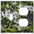 2-Gang- Toggle Outlet Combination Wall Plate Cover - Tree Branch Nature Flower Cherry Blossoms
