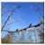 Double Blank Wall Plate Cover - Tree Sky Nature Branch Season February Pasture