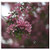 Double Blank Wall Plate Cover - Pink Blossom Nature Tree Branch Bloom Petal 1