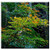 Double Blank Wall Plate Cover - Branch Deciduous Tree Leaves Nature Forest Autumn
