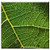 Double Blank Wall Plate Cover - Tree Leaf Trees Green Nature Branch Green Leaves
