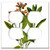 Double Duplex Outlet Wall Plate Cover - Branch Common Evergreen Garden Herb Herbal