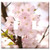 Switch Plate Double Toggle - Ornamental Cherry Flowers Pink Tree Spring Branch
