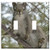 Switch Plate Double Toggle - Squirrel Animal Forest Branch Tree Nature Mammal