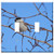 Switch Plate Double Toggle - Black-Capped Chickadee Small Bird Branch Nature