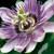 10 PURPLE GRANDILLA PASSION FLOWER Passiflora Caerulea Vine Seeds