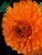 500 Pacific Beauty Orange Pot Marigold Calendula Officinalis Flower Seeds