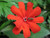 25 VESUVIUS CAMPION Red Orange Lychnis Arkwrightii Catchfly Flower Seeds