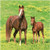 Creative Converting Wild Horses 16 Count 2-Ply Paper Lunch Napkins