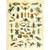 Meishe Art Vintage Poster Print Insects Identification Reference Species Collection Entomology Diagram Chart Wall Decor -17.72'' x 23.62''-
