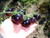 25S-e-e-ds Purple Indigo Rose Tomato' S-e-e-ds Cherry Tomato'