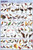 Birds Educational Science Chart Poster 24 x 36