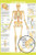 The Human Skeleton Chartex Educational Anatomical Chart Cool Wall Decor Art Print Poster 24x36