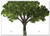 Triple Blank Wall Plate Cover - Tree Elm Elm Tree Leaf Green Foliage Branch