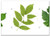 Switch Plate Triple Toggle - Green Leaf Leaves Branch Plant Flower Flora