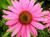 Fresh Seeds - Echinacea purpurea | Eastern Purple Coneflower | 200_Seeds
