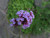 RubyShop724 150S-e-e-ds Buenos Aires Verbena Brazilian Purple Bonariensis Patagonica S-e-e-ds