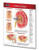 Permacharts - Urinary System Chart Single Panel - -