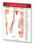 Muscular Attachments Guide - Medical Chart - Quick Reference Guide by Permacharts