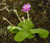 Elwyn 10 Butterwort Flower Seeds Purple.