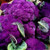 Elwyn 25 Broccolini Vegetable Seeds Purple