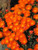 PAPCOOL Orange Daisy - 100 Gelato Orange Ice Pl?nt Mesembryanthemum Daisy Flówer S??DS A9 PAPCOOL Orange Daisy - 100 Gelato Orange Ice Pl?nt Mesembryanthemum Daisy Flówer S??DS A9