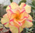 Elwyn 2 Orange Desert Rose Flower Seeds