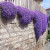 Elwyn 200 Purple Rock cress Cascading Flower Seeds