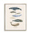 Whale Chart Whale Poster Educational Ocean Animal Poster Animal Picture Wall Art For Kid Room Whale Art Print- Unframed Print