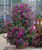 Purple Wave Petunia' 20S-e-e-ds